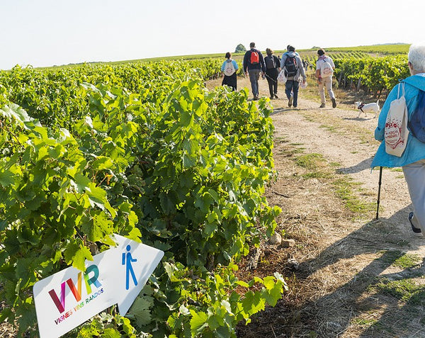 La route des vins du Val de Loire, à pieds !