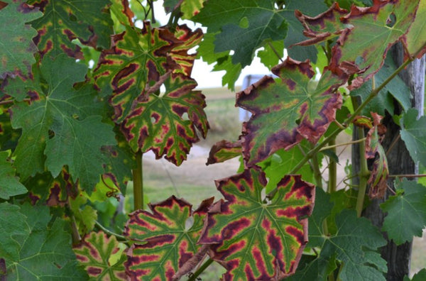 Comment lutter contre l'Esca, le fléau des vignes ?