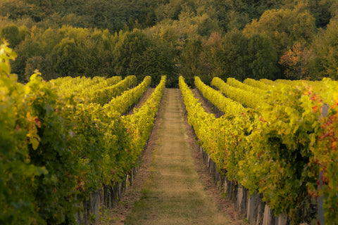 French Wine on the International Stage