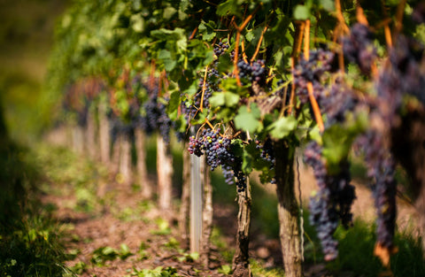 Being a Woman in the Wine Industry Isn't So Difficult