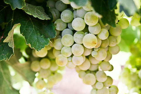 Vin de France : la dénomination qui libère les vignerons