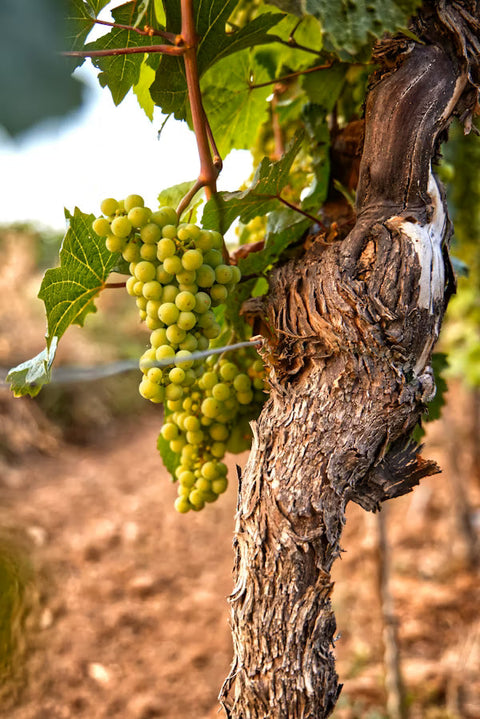 A la découverte de l’AOC Côte-de-Brouilly !