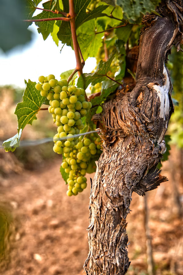 A la découverte de l’AOC Côte-de-Brouilly !