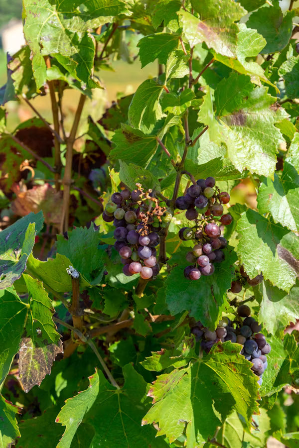 Route des vins du Beaujolais : le guide complet