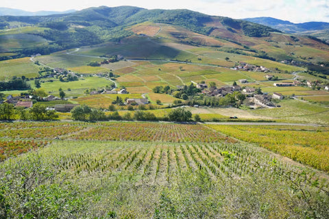 Beaujolais : des vins frais pour toutes les saisons