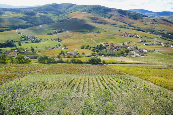 Beaujolais : des vins frais pour toutes les saisons