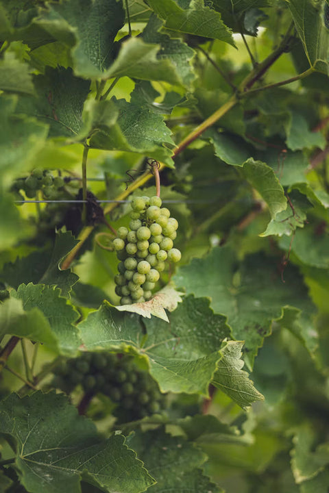 A la découverte de l’AOC Brouilly