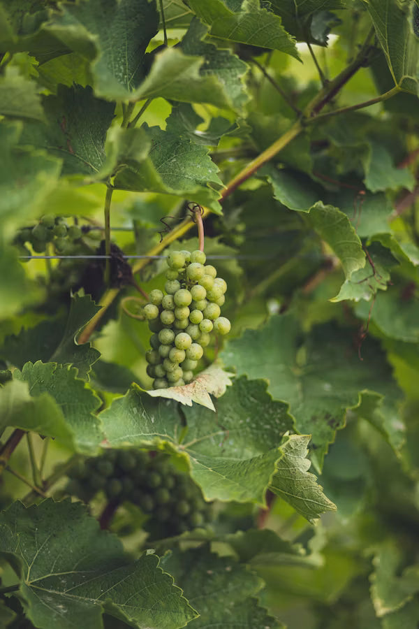 A la découverte de l’AOC Brouilly
