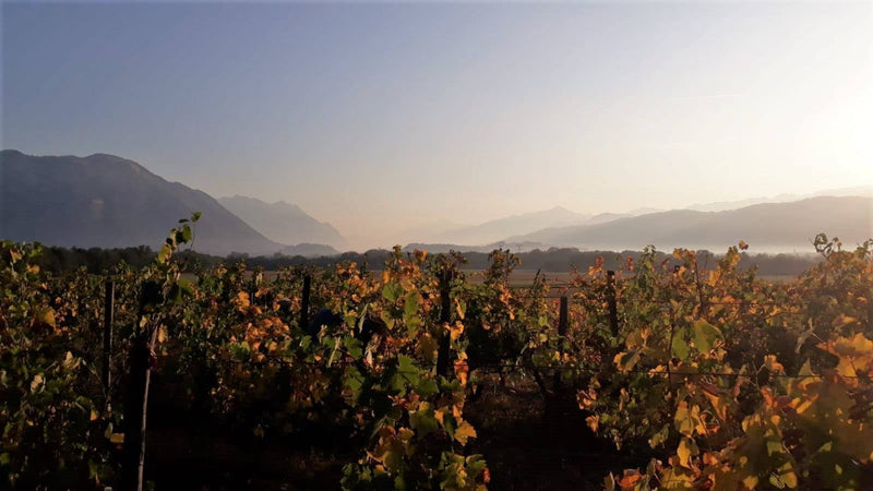 Domaine Giachino