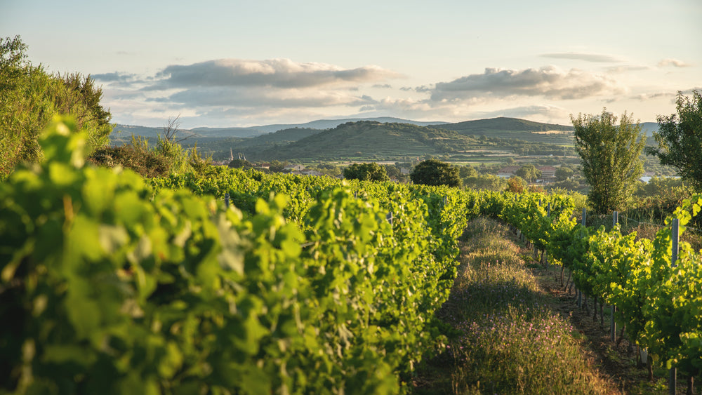 Domaine de l'Arjolle