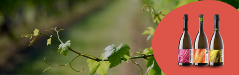 Terre dei Buth, des bulles italiennes  100% plaisir