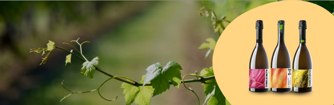 Terre dei Buth, Italian sparkling wines—100% pleasure