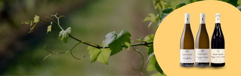 CAP SUR LA BOURGOGNE