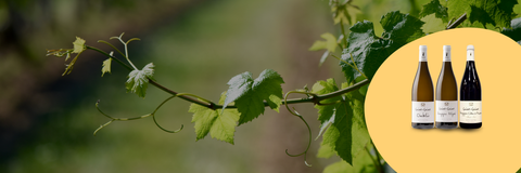 CAP SUR LA BOURGOGNE