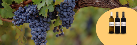 -15% sur le Domaine du Salut