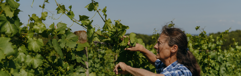 Accédez à notre sélection de plus de 3 500 références de vins de vignerons