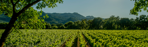 Jusqu'à -30% sur toutes ses cuvées