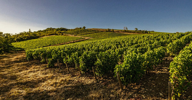 Sélection printanière