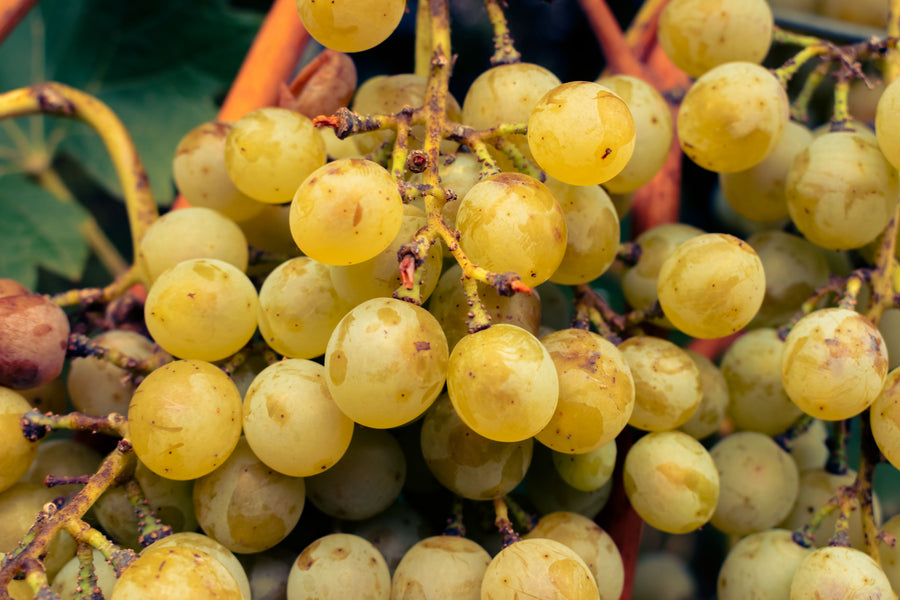 Vins blancs
