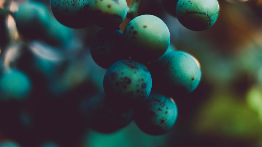 Vins bio & nature