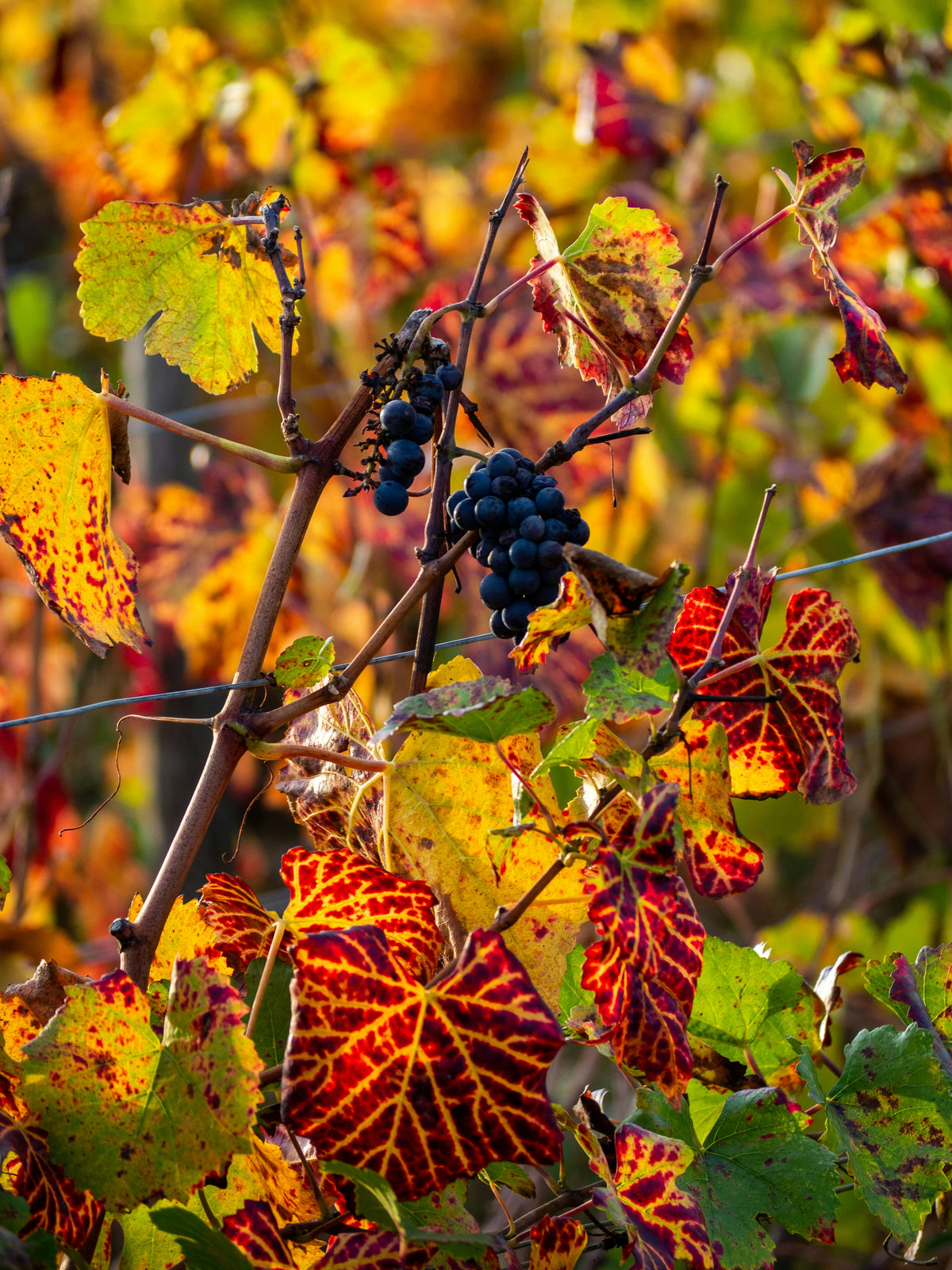 Les vins des plats d'automne