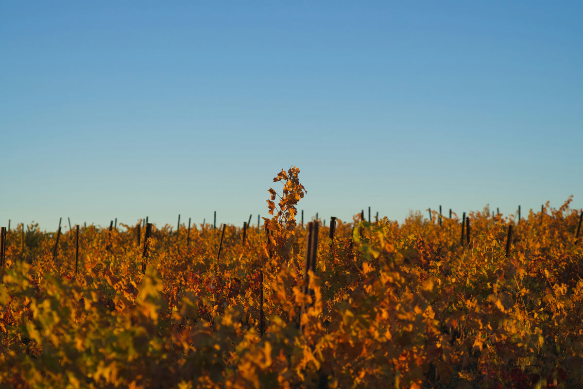 Les vins des plats d'automne